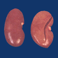 Kidneys